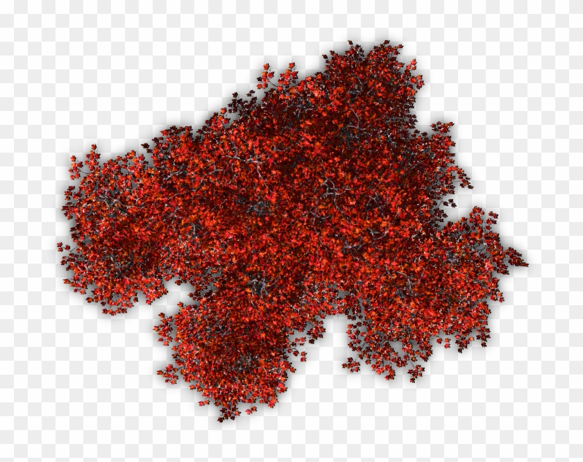 Autumn Jrl10 06 Feb 2009 - Tree Png Top View Clipart