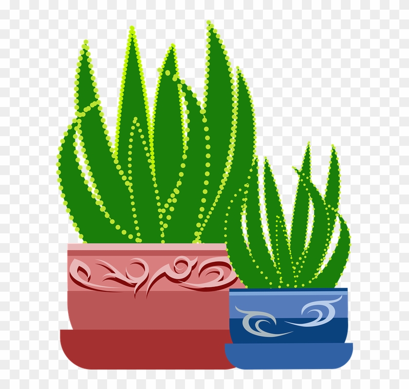 Graphic, Aloe, Plant, Cactus, Botanical, Healing - Cây Lô Hội Vector Clipart #2249609