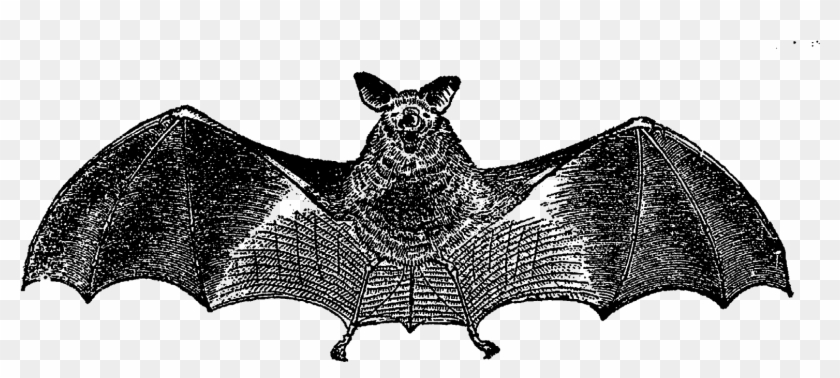 For Use On Greeting Cards, Party Inivitations, Or Party - Vampire Bat Clipart