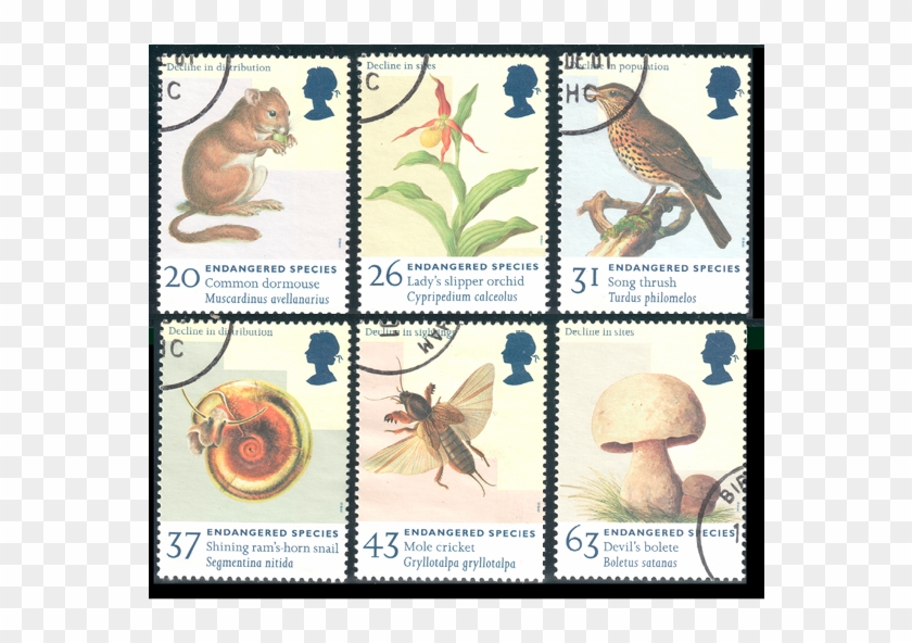 3 - 4 - Tif - Endangered Species Postage Stamp Clipart