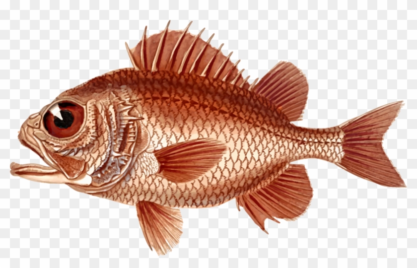 1259 X 750 2 - Red Snapper Clipart #2256383