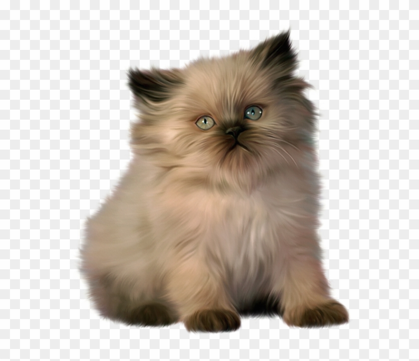 View Full Size - Ragdoll And Bengal Kittens Clipart