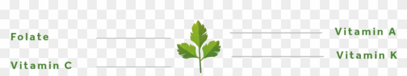 Parsley Png - Tree Clipart
