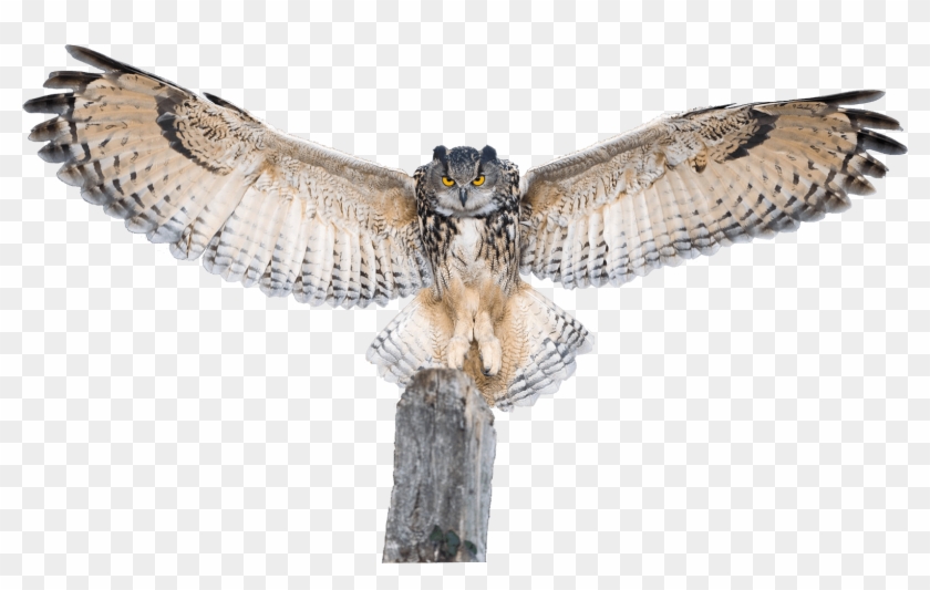Collection Of Free Transparent Download On Ubisafe - Owl With Wings Extended Clipart #2257809
