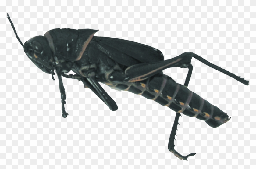 Loading Zoom - Longhorn Beetle Clipart