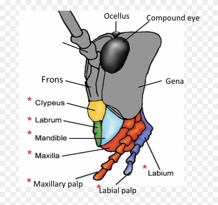 Mandible And Maxilla In Insects Clipart