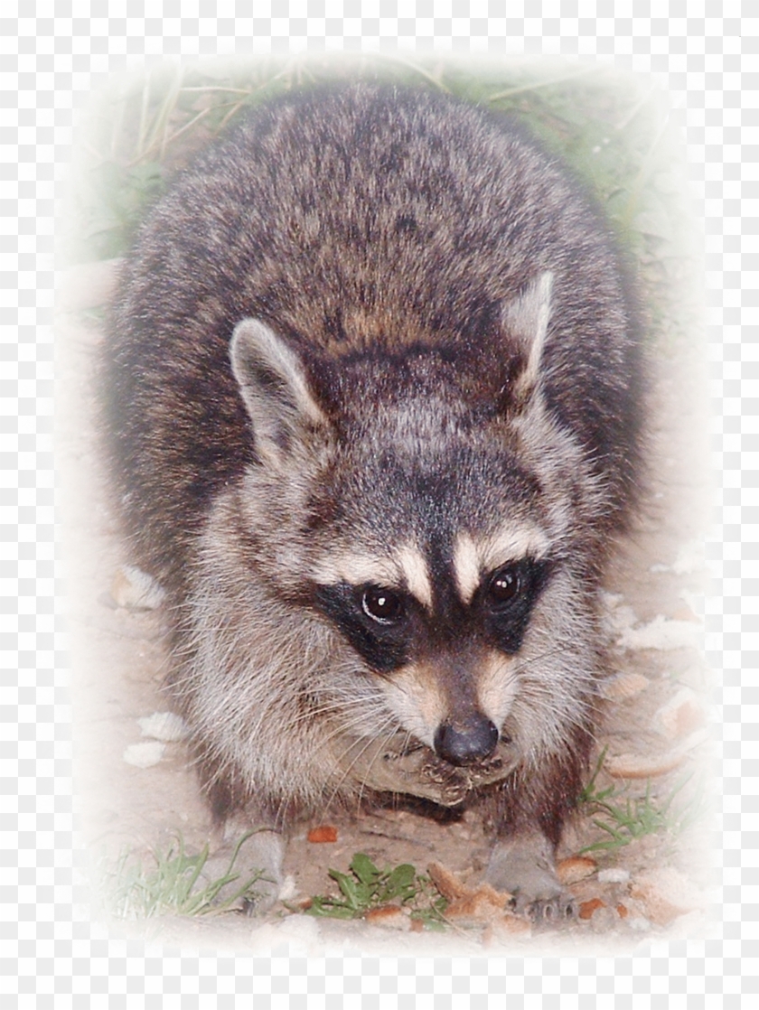 Ricky Raccoon Digital Art - Procyon Clipart #2258883