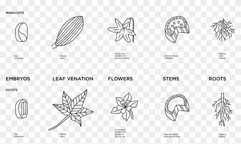 1200 X 714 9 0 - Diagram Dicot Monocot Clipart #2260152