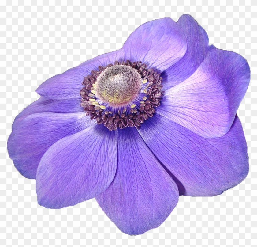 Anemone Flower Violet Nature Transpa Background Free Clipart #2261631