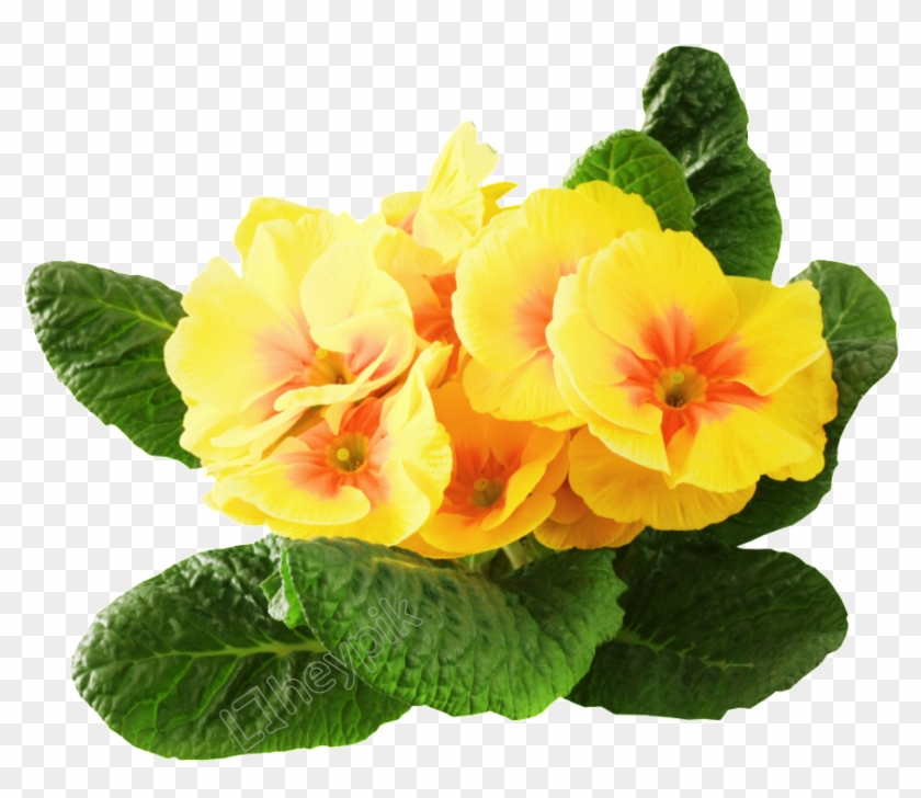 Flor Png Clipart