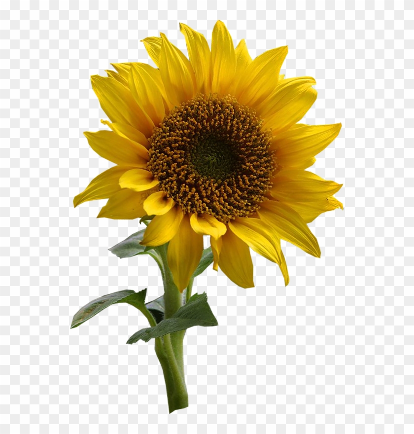 Tubes Fleurs - Sunflower Drawing Clipart #2261942