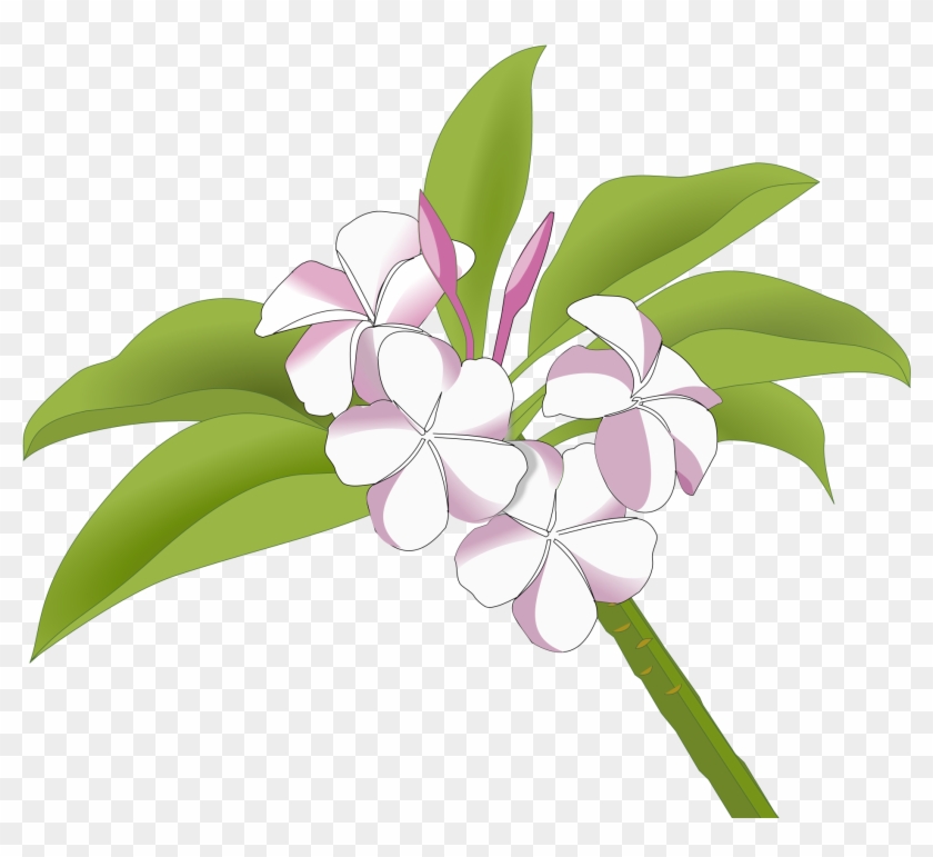 Plumeria Flower Clipart - Frangipani Drawing - Png Download