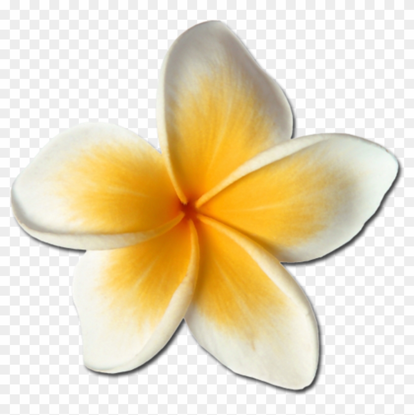 #plumeria #hawaiianflowers #hawaiianstyle #hawaiianlife - Frangipani Clipart #2262992