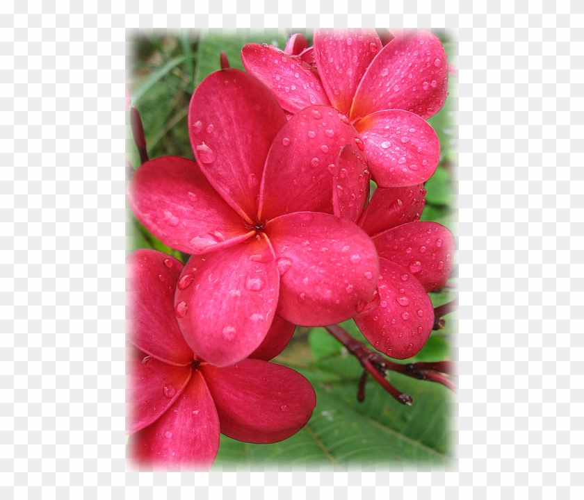 Plumeria Rakta Lala - Frangipani Clipart #2263292