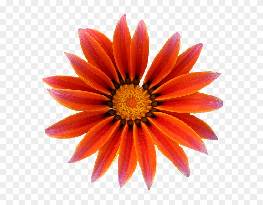 Gazania Png Free Download - Gazania Clipart #2263394