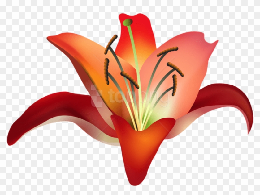 Free Png Download Red Flower Png Images Background - Orange Lily Clipart #2264009