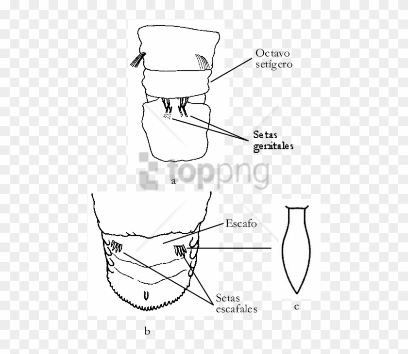 Free Png Download Capitella Capitata Png Images Background - Drawing Clipart