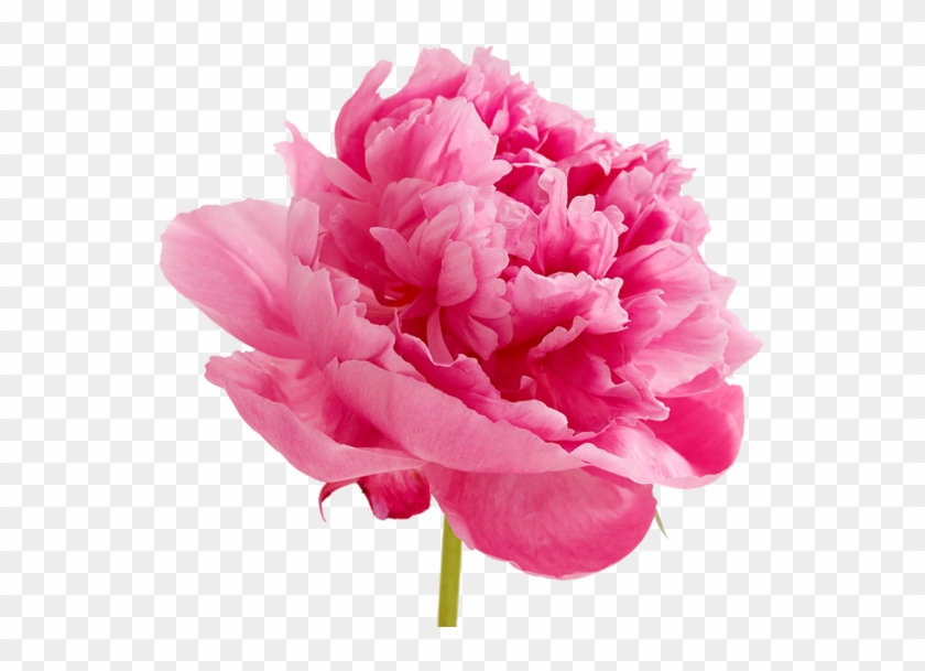 Peonies Png Image - Floral Happy Valentines Day Clipart #2267938