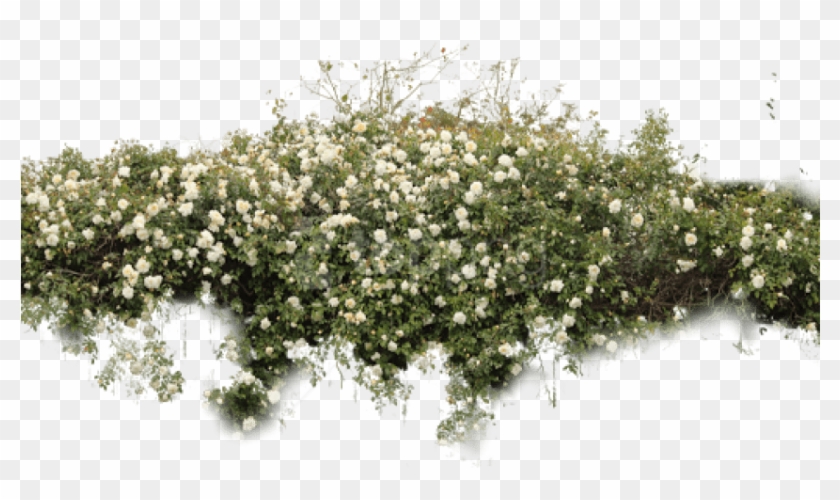 Free Png Download Bushes Free Png Images Background - White Rose Bush Png Clipart