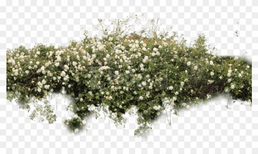 Free Png Download Bushes Free Png Images Background - White Rose Bush Png Clipart #2268071