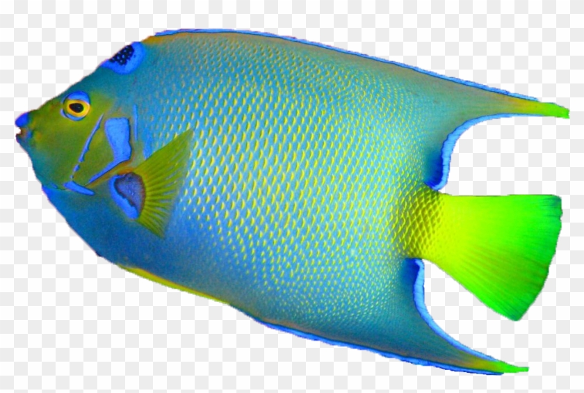 3 Kb, Xz-12 - Colorful Fish Transparent Background Clipart