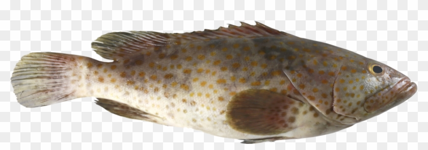 Grouper - Grouper Fish Png Clipart #2268771