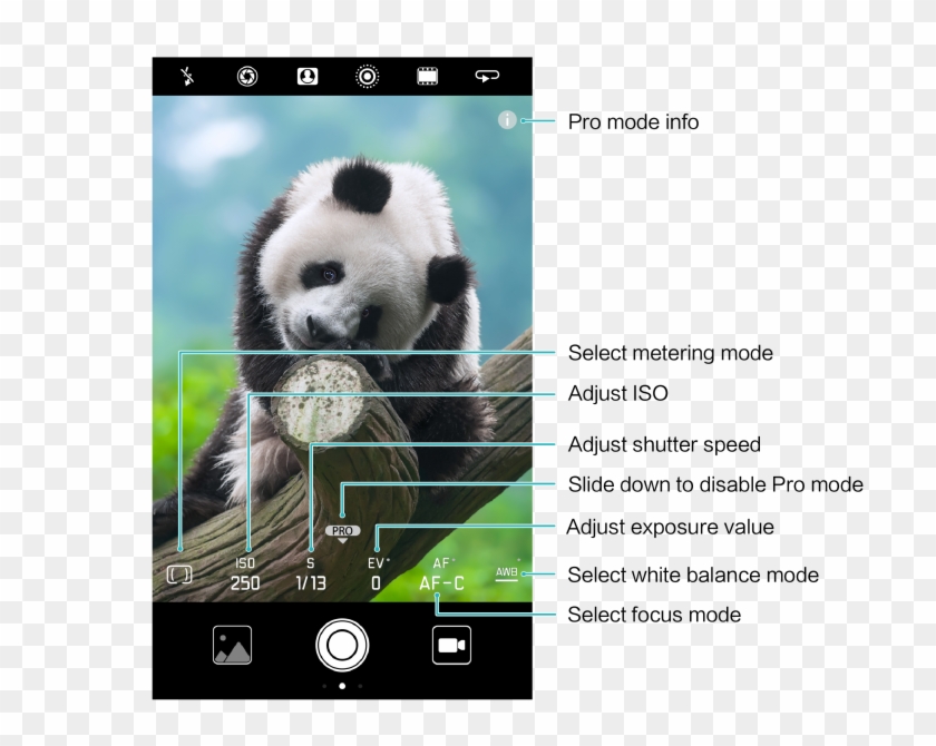 In The Viewfinder To Enable Pro Camera Mode - Anak Panda Lucu Dan Imut Clipart