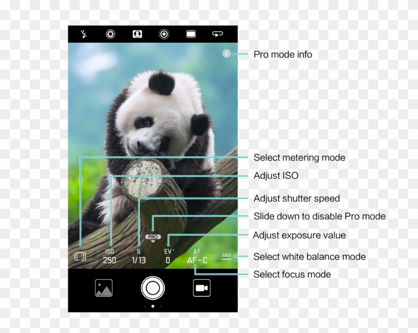 In The Viewfinder To Enable Pro Camera Mode - Anak Panda Lucu Dan Imut Clipart #2269193