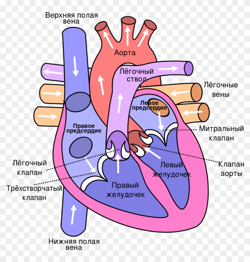Heart Ru - Side Of The Heart Pumps Blood Clipart