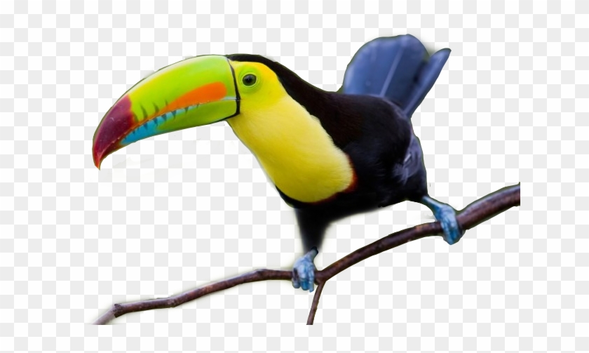 Toucan Clipart #2271676