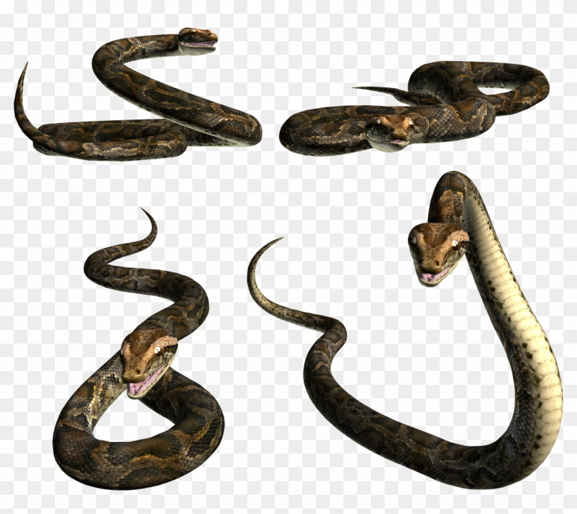 Reptiles, Snake, Clip Art, Polyvore, Free, Animals, - Змеи Пнг - Png Download #2275435