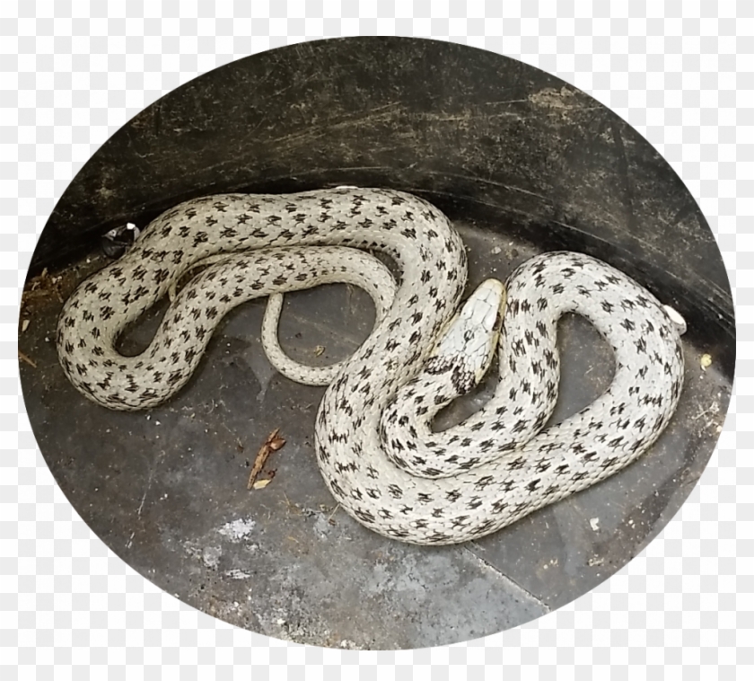Garter Snake For Sale - White Garter Snake Clipart