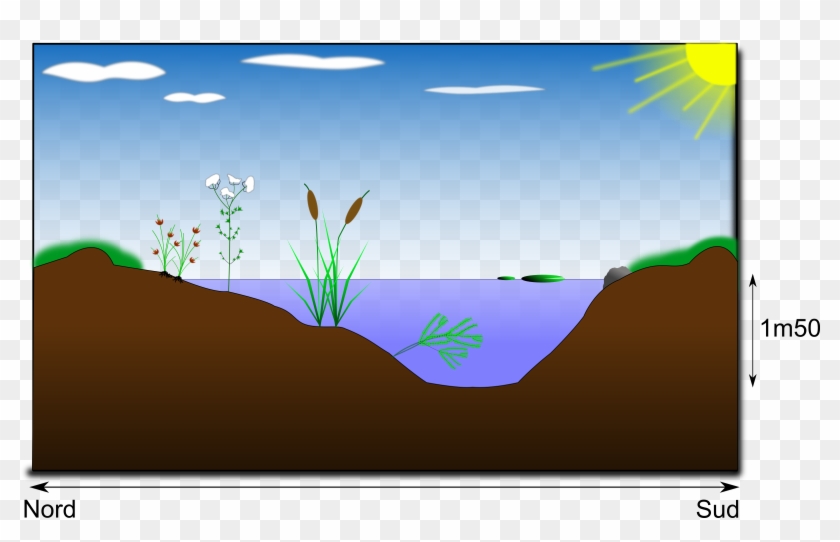 This Free Icons Png Design Of Mare Naturelle - Schéma Mare Clipart
