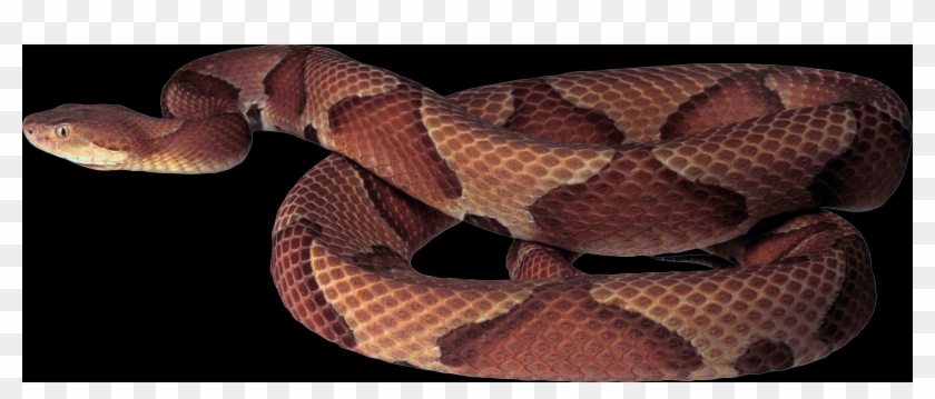Copperhead Snake Transparent Background Clipart