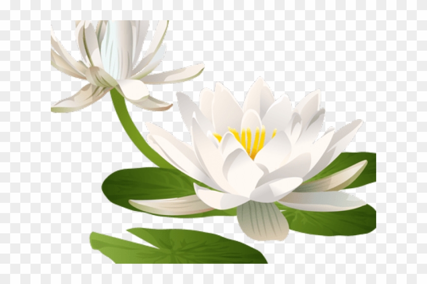 Water Lily Clipart Lily Pad - Water Lily Clipart Png Transparent Png #2279099