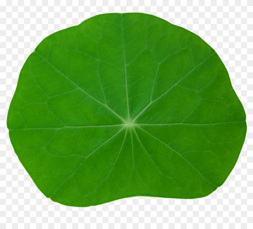 Plant 56 - Heart Clipart #2279187