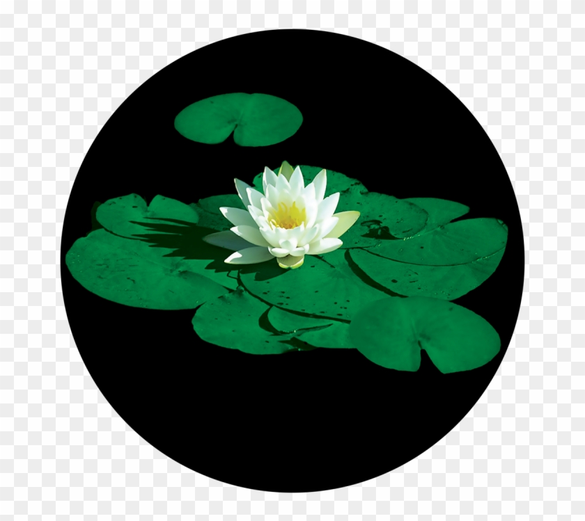 Stunning Lily Pad - Lily Pad Flower Clipart