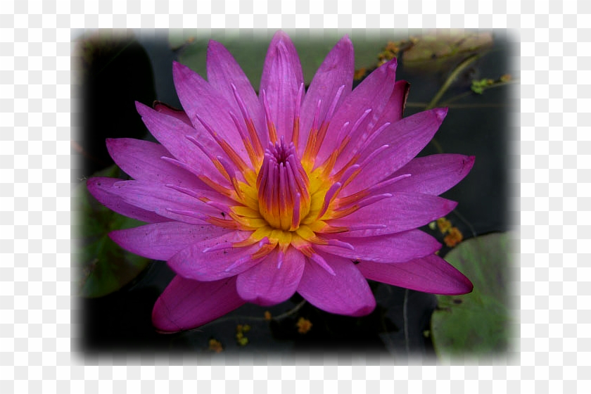 Water Lily "mameaw" - Sacred Lotus Clipart