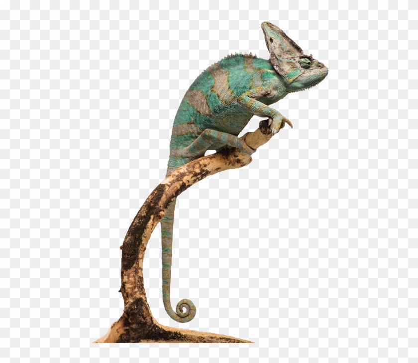 Chameleon-png 201303 - Chameleons Clipart #2279899