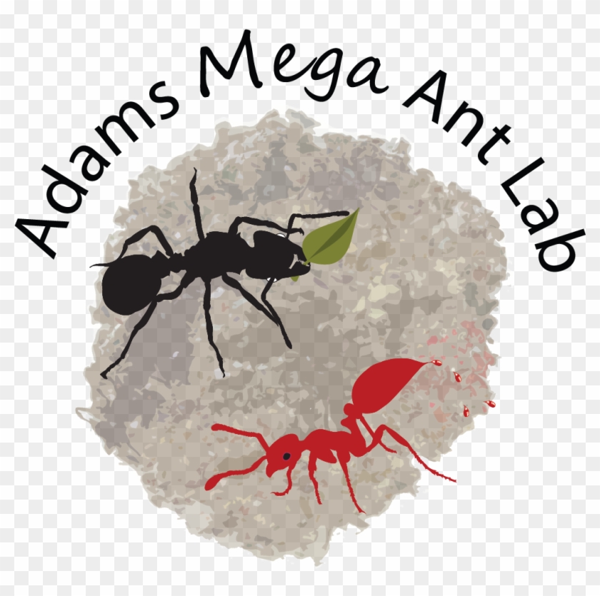 Ant Evolution And Symbioses - Ant Clipart