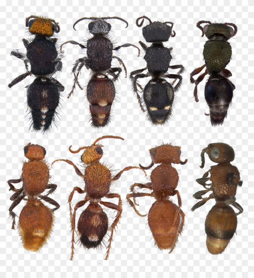 Post Navigation - Longhorn Beetle Clipart