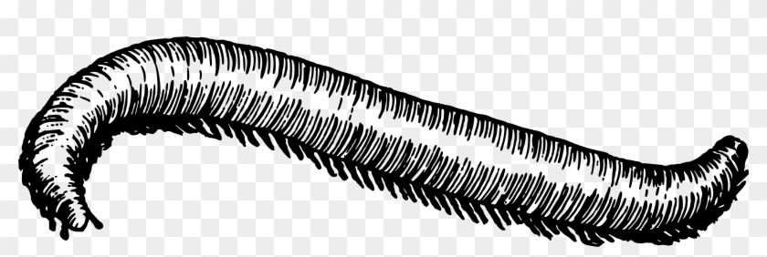 Big Image Png - Millipede Black And White Clipart #2285716