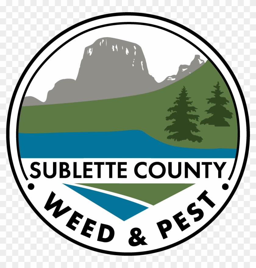 Colorado Spruce Clipart