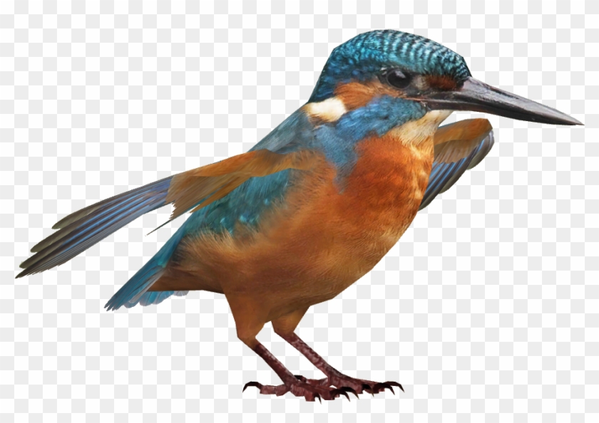 Kingfisher Bird Png Download Image Clipart #2288448
