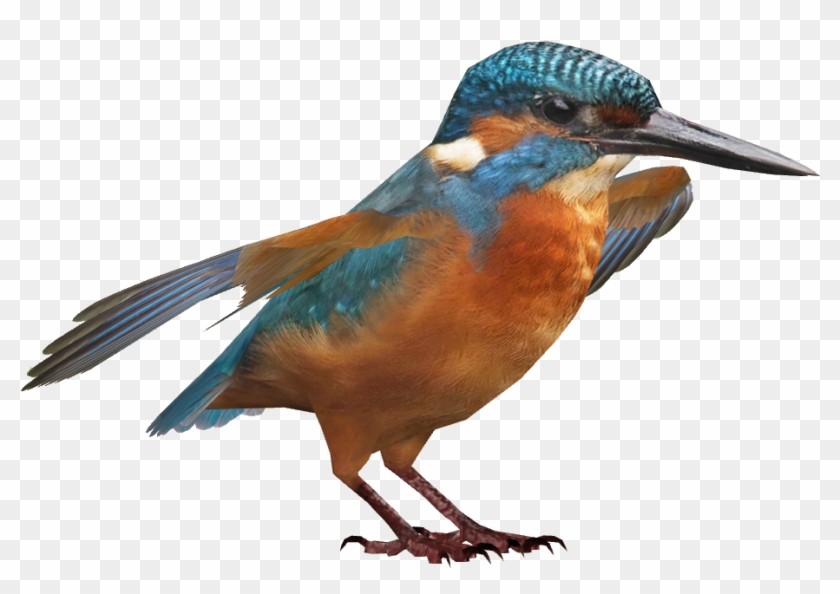 Kingfisher Bird Png Download Image Clipart