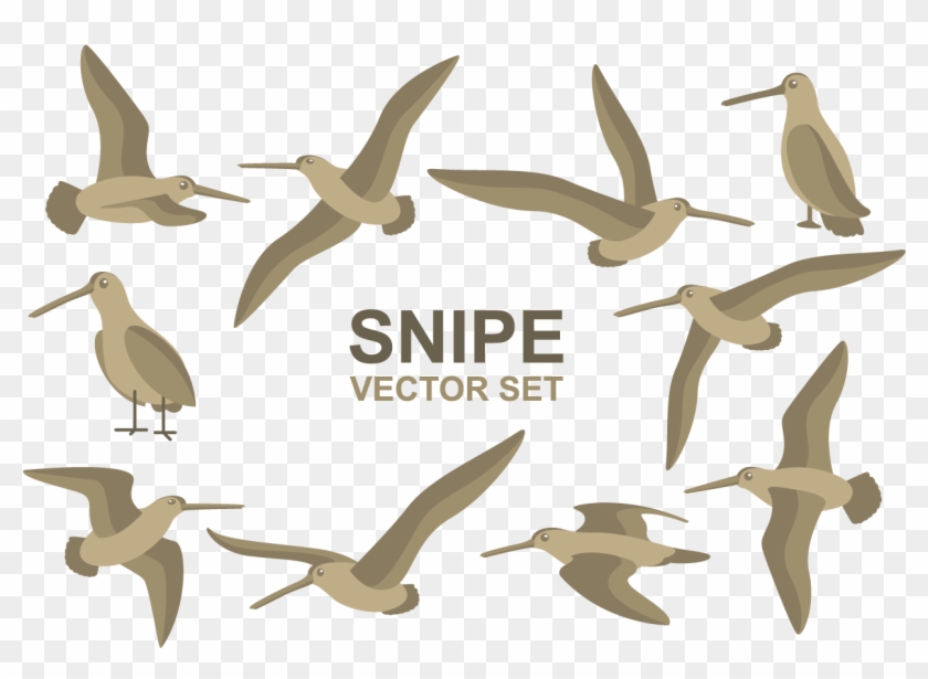 Snipe Cartoons Vector Clipart #2288645