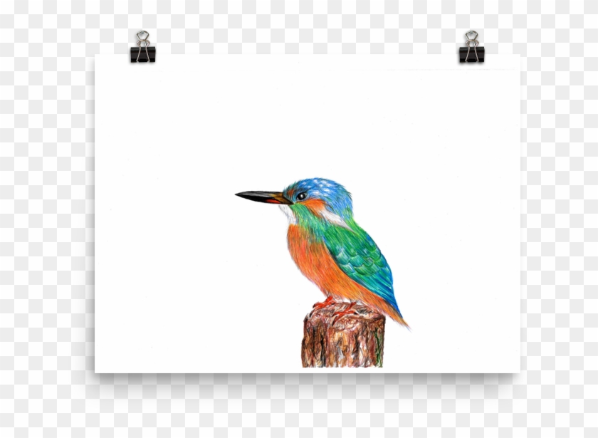 Image Of 'kingfisher' Clipart #2288830