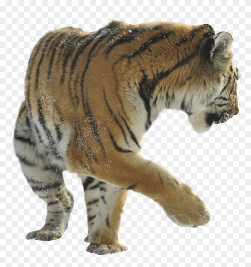 Siberian Tiger Clipart #2289893
