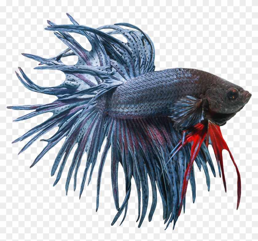 Betta Png Image - Betta Fish Transparent Background Clipart #2290003