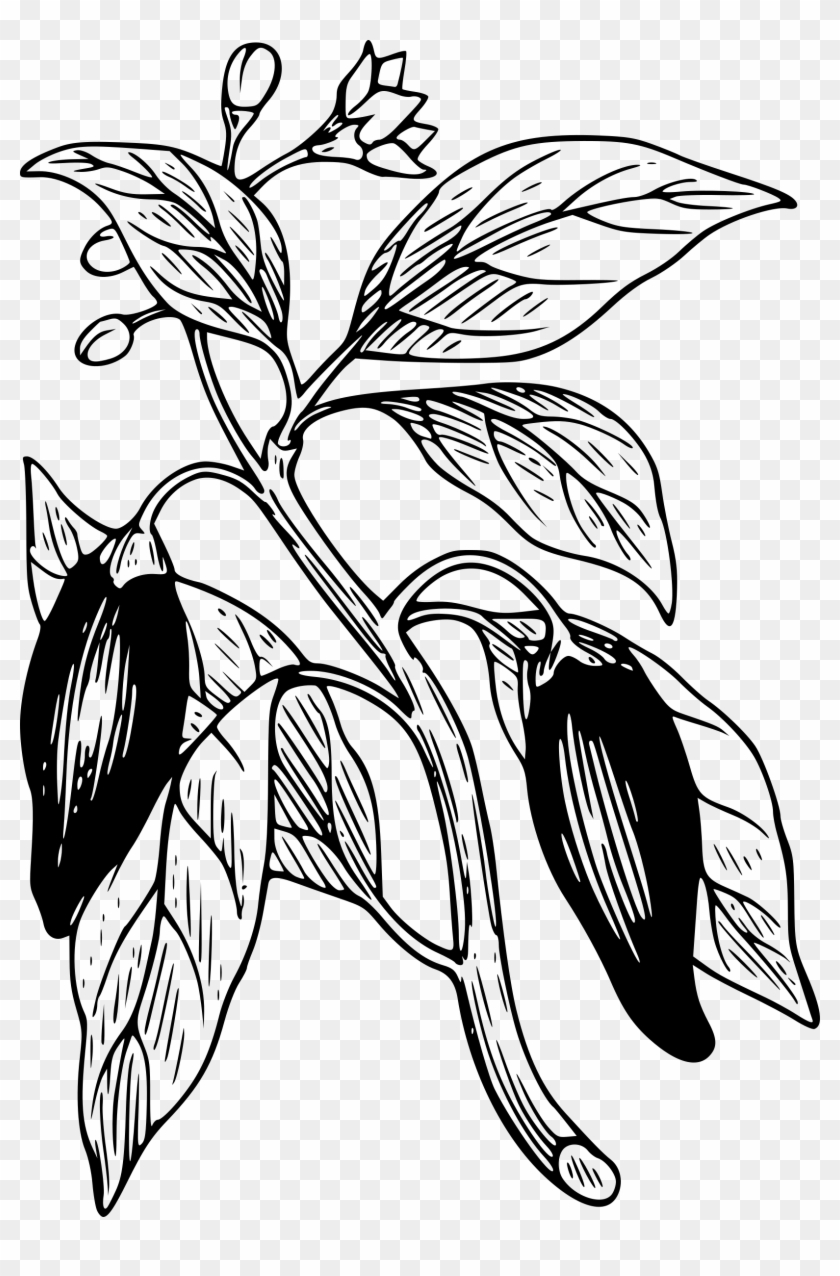Capsicum Png - Dibujo Planta De Pimentón Clipart